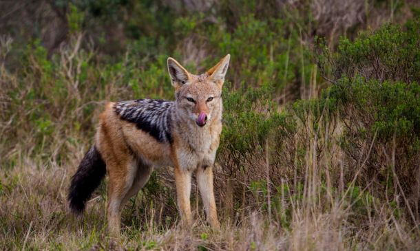 Boca Raton's Coyote Boom: Understanding Urban Wildlife