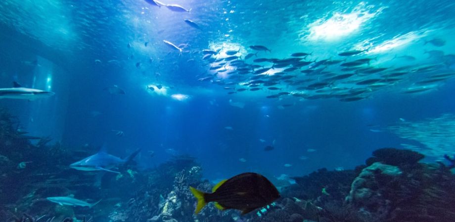 a31cad07 Things To Do