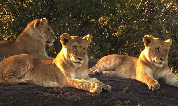 Suspect Flees After Critical Crash On Military Trail 7 RARE: Morton’s Steak House In Boca Raton Cited By Health Inspector