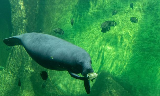 High Temperatures and Passing Showers Forecast for Boca Raton this Friday 7 women in conservation breakfast at manatee lagoon a56ac9c7 High Temperatures and Passing Showers Forecast for Boca Raton this Friday