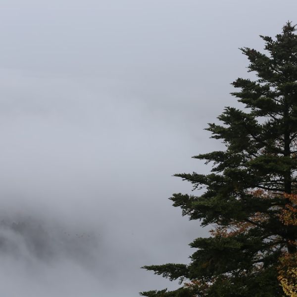 FOG ADVISORY: Difficult Driving In Parts Of Palm Beach County Thursday Morning