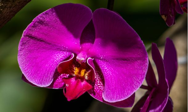 Boca Raton's Orchid Bloom: A Community Passion