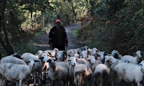 BSO Sergeant Charged, Allegedly Violently Attacked Woman