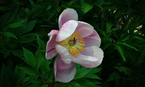 West Delray Beach Man Allegedly So Drunk, Tries To Enter Wrong Community