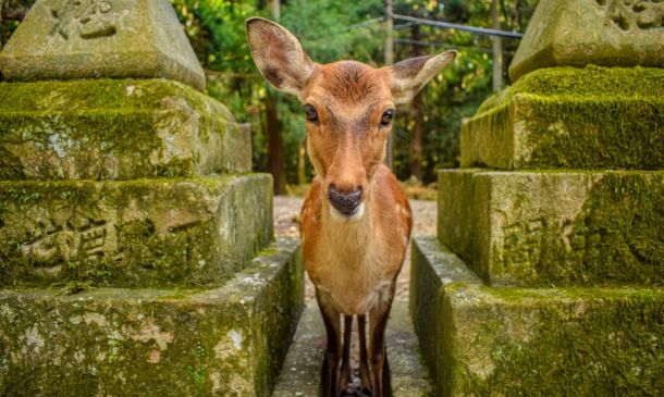 Yamato Road Crash Leaves Passenger Dead, Driver in Critical Condition