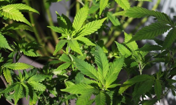 Boca Raton Cannabis Guide: Laws & Access