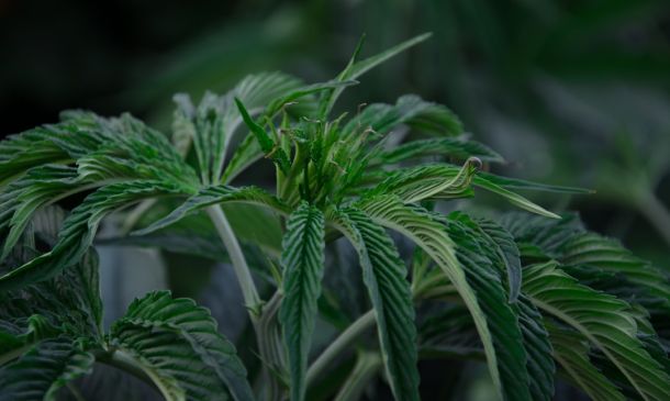 Florida Medical Marijuana: A Boca Raton Guide