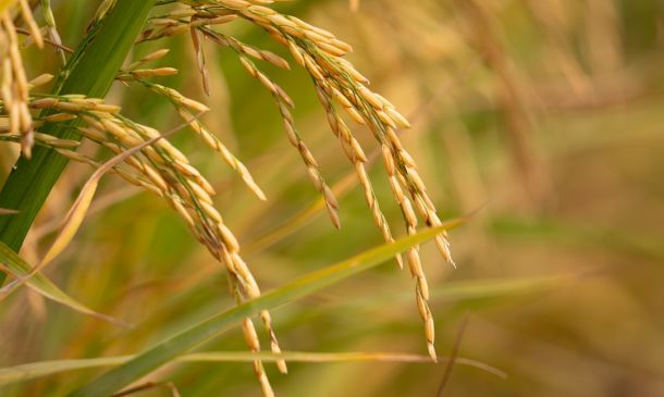 Boca Raton's Rail Future: Budget Cuts Threaten Tri-Rail 4 Boca Raton's Best Fried Rice: A National Day Delight