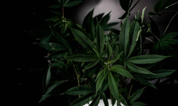 Boca Raton Cannabis Guide: Medical Marijuana & Dispensaries