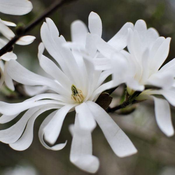 Home 18 White House Photographer To Share Secrets At Florida Atlantic University