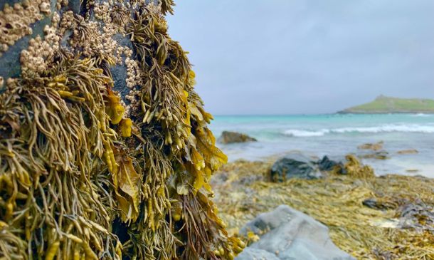 Seaweed Plagues Palm Beach County Beaches With ‘Inundation’ Forecast