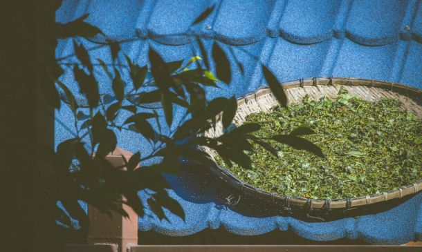 Boca Raton's Cannabis Laws: A Guide 2 Boca Raton's Cannabis Laws: A Guide