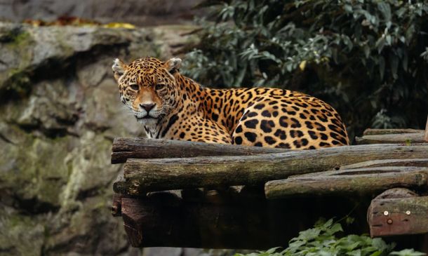 ANIMAL CRUELTY: West Boca Raton Man Charged With Abusing Horses