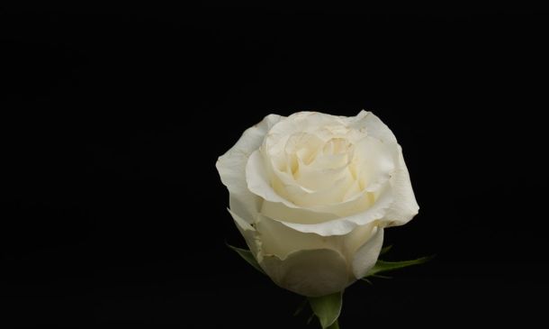 Celebrating Denise McClay's Life