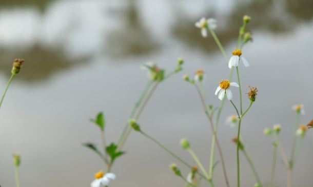 Small Plane Crashes In West Boynton Beach