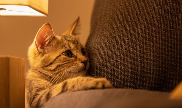 SHUT DOWN AGAIN: Blue Anchor Pub Delray Beach Ordered Closed