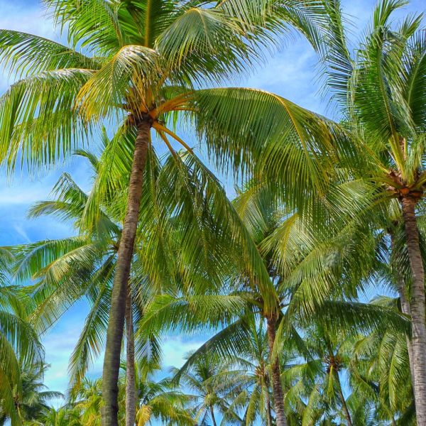 Palm Beach County Clerk Mike Caruso Files To Keep Job