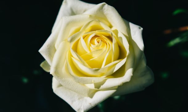 Boca Raton Opens Groundbreaking Coral Conservation Center 7 Celebrating Robert Thomas: A Boca Raton Legacy