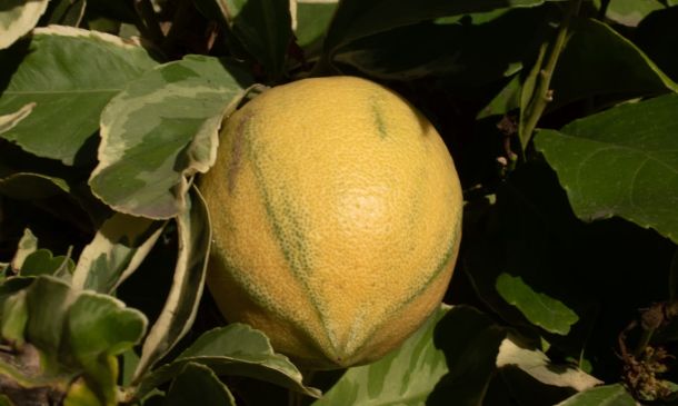 PBSO: Sexual Predator Notice in Boca Raton 5 Sargassum Blankets Local Beaches This Week in Boca Raton, Delray Beach