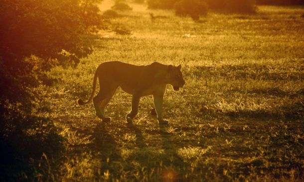 Boca Raton's Coyote Boom: Understanding the Rise