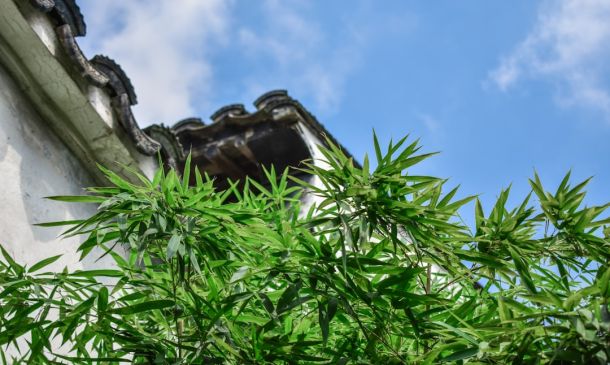 Boca Raton's Cannabis Guide: Laws & Future