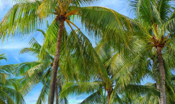 Palm Beach County Clerk Mike Caruso Files To Keep Job 2 Palm Beach County Clerk Mike Caruso Files To Keep Job