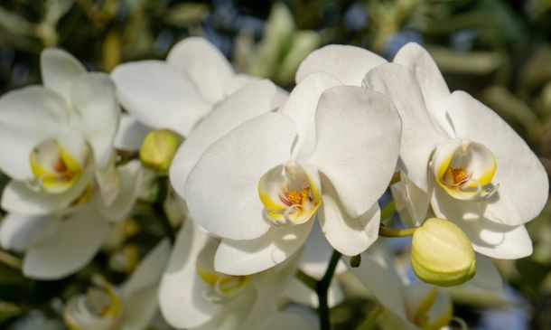 Boca Raton Orchid Obsession: A November Bloom