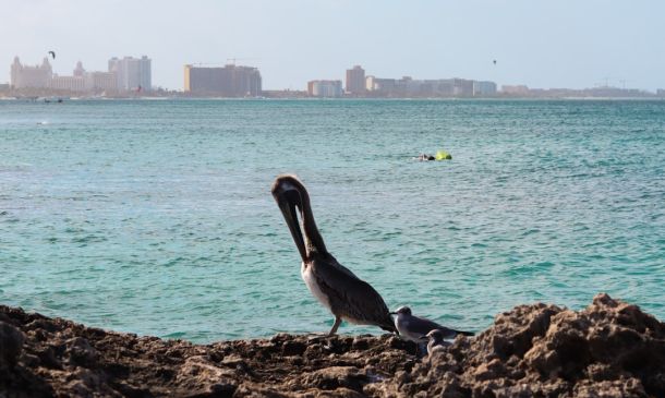 Boca Raton Inks Contracts to Hire New City Manager, Declare Brown ‘Manager Emeritus’ for Transition