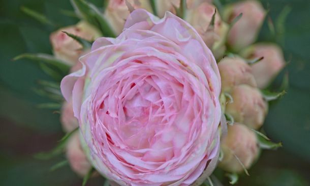 Multiple Health Code Violations For Popular Boca Raton Pizza Place