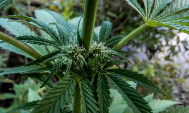 Medical Marijuana in Boca Raton: A Guide