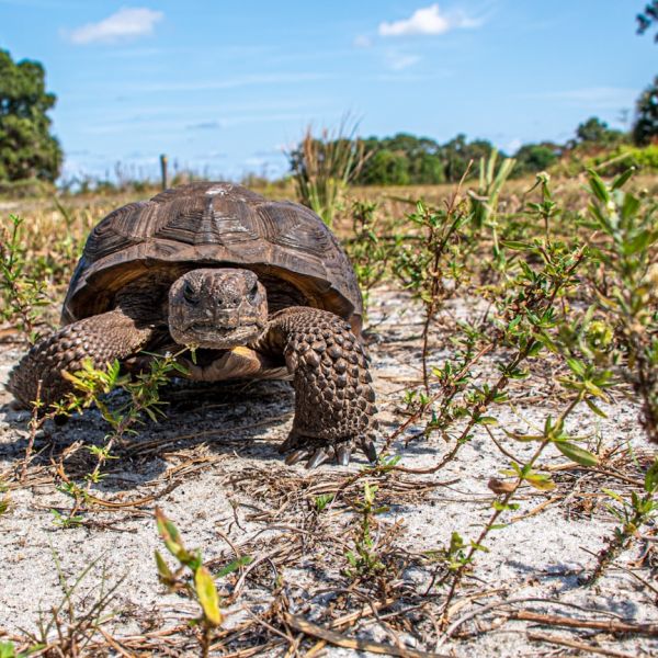 Home 15 Delray Beach Police Officer Injured In Overnight Incident