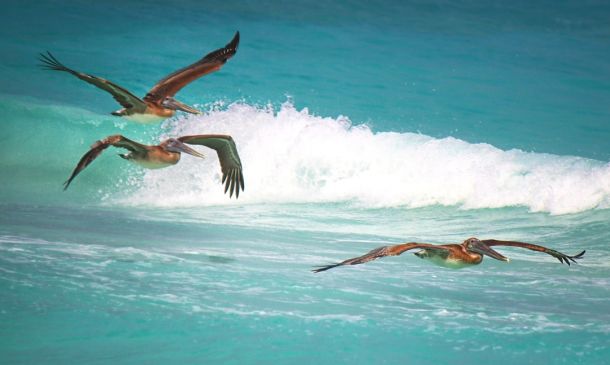 Owls Soar Past Rattlers in Boca Raton Thriller