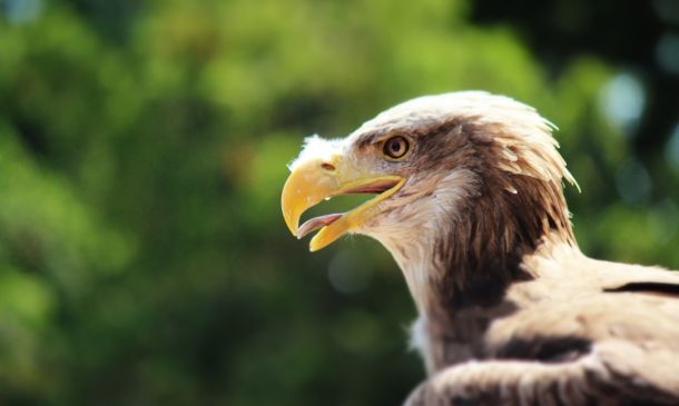 FAU Dominates FAMU in Boca Raton