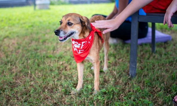 shop local adopt a puppy at the seagate s first spring market 2 e18f2ef1 Shop Local + Adopt a Puppy at The Seagate’s First Spring Market