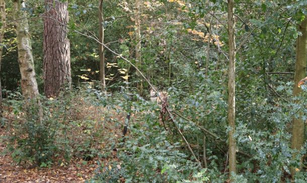 Owner of Pet Daycare Business in Delray Beach Charged With Cruelty; Accused of Striking, Injuring Poodle