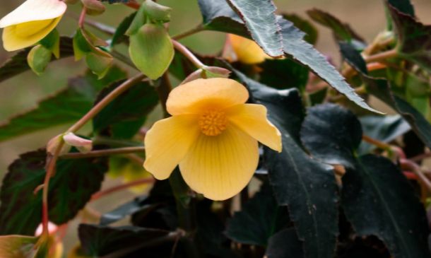 MILLION DOLLAR FRAUD SUSPECT NABBED IN DEERFIELD BEACH