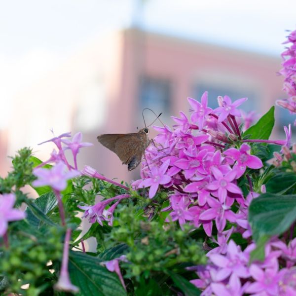 Home 15 BOCA RUDETON: WOMAN PLACES DOG ON CHILD DURING JETBLUE FLIGHT FROM PBI