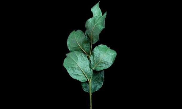 One Person Killed, One Injured When Car Rolls Into Canal In West Delray Beach