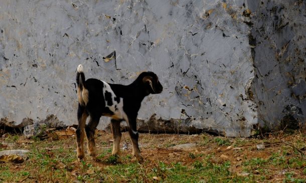 Boca Grove Sues Homeowner For Nearly $100K In Unpaid Fees, Dues