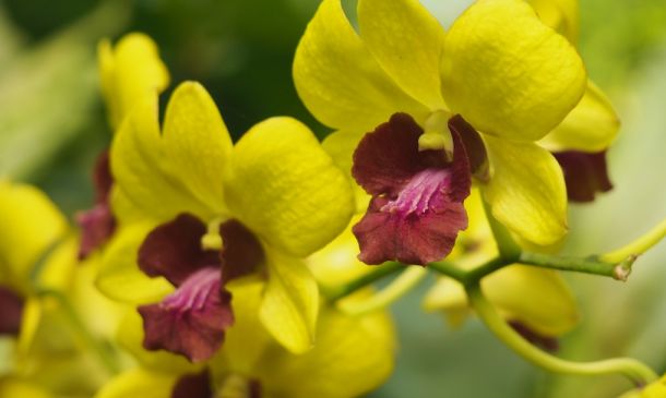 Orchid Obsession: Boca Raton's November Bloom