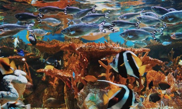 Beyond Boca: Beach & Water Adventures Nearby 7 Boca Raton Launches Coral Rescue Center