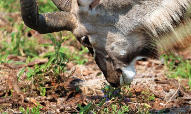 Coyotes in Boca: A Growing Urban Wild
