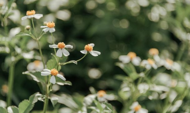 wildflower in bloom bootcamp 171 fd930e5e Bright & Smart Robotics: Pioneer Innovators